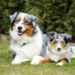 Australský ovčák Original Tobias a Miniaturní americký ovčák Minnie