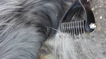 „Hřeben“ GimDog