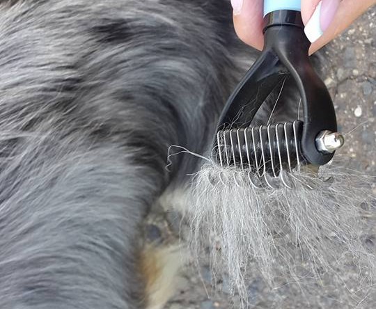 „Hřeben“ GimDog