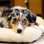 Minnie Miniaturní americký ovčák