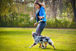 Minnie Miniaturní americký ovčák