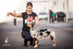 Minnie Miniaturní americký ovčák