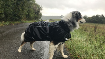 Psí pláštěnky – proč je dobré ji mít?