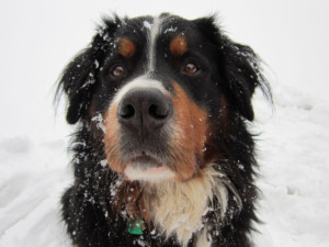 Bernský salašnický pes Gerry v zimě