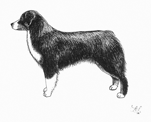 Ilustrace správného postoje Miniaturního amerického ovčáka