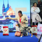 Minnie Miniaturní americký ovčák