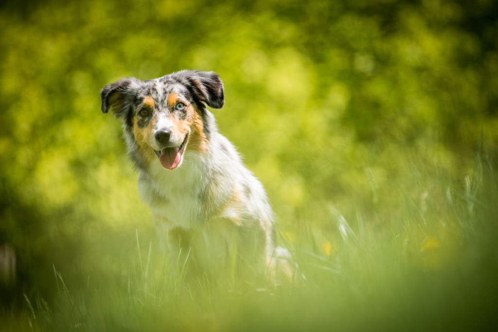 Miniaturní americký ovčák Minnie sedící v trávě