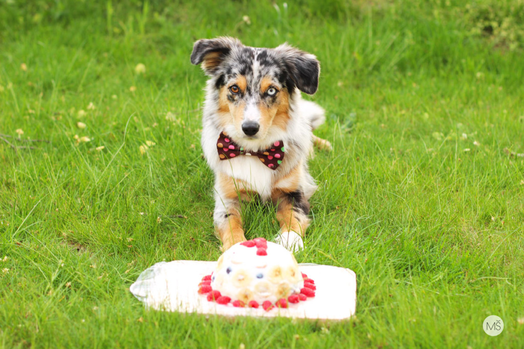 Miniaturní americký ovčák Minnie s dortem k prvním narozeninám