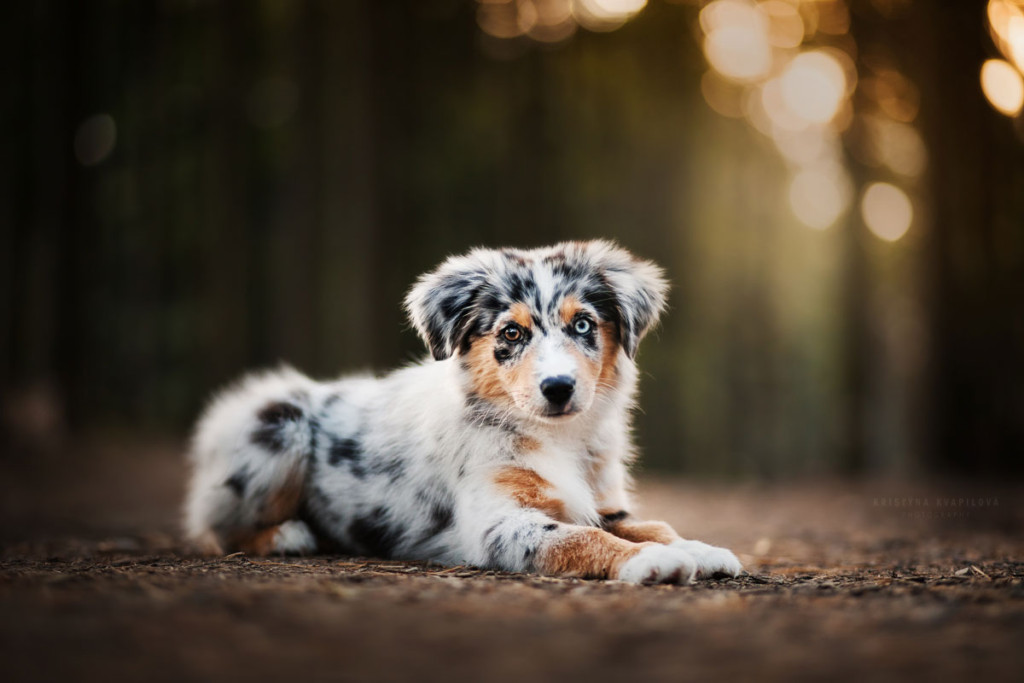 Minnie miniaturní americký ovčák ležící na lesní pěšině