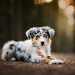 Minnie Miniaturní americký ovčák