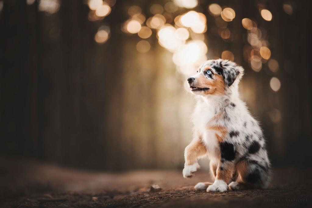 Minnie miniaturní americký ovčák podává pac