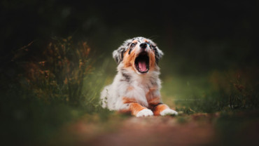 Minnie na boredpanda.com