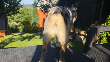 Proč se Ausíkům a Miníkům kupírují ocasy?