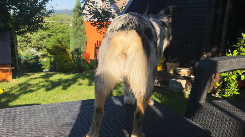 Proč se Ausíkům a Miníkům kupírují ocasy?