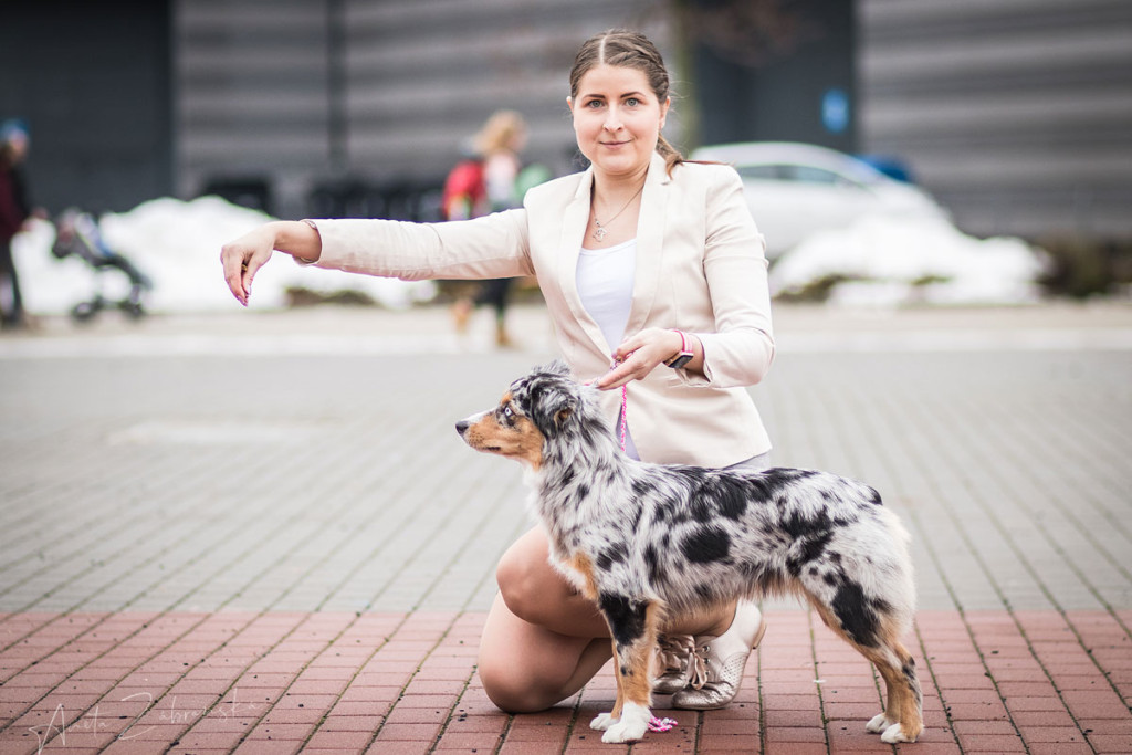 Minnie miniaturní americký ovčák v postoji s majitelkou