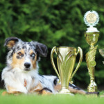 Minnie Miniaturní americký ovčák