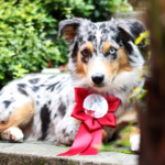 Minnie Miniaturní americký ovčák