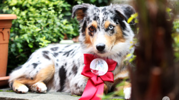 Floracanis Olomouc 2019