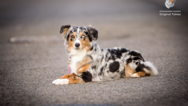 Minnie je Český šampion!