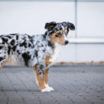 Minnie Miniaturní americký ovčák