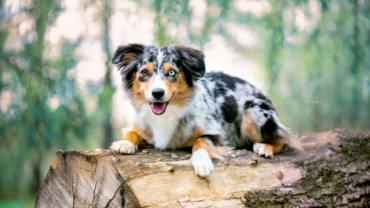 Minnie složila zkoušku ZOP