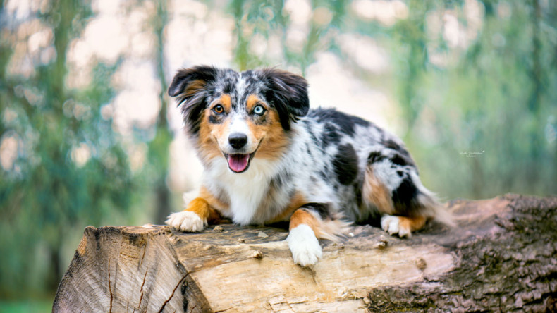 Minnie složila zkoušku ZOP