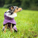 Minnie Miniaturní americký ovčák