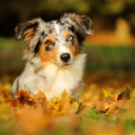 Minnie Miniaturní americký ovčák