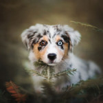 Minnie Miniaturní americký ovčák