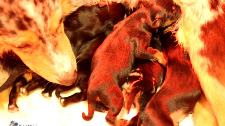 Vrh A Original Tobias