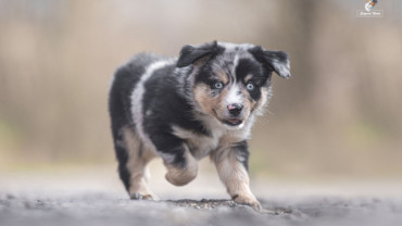 Mini ovčák a jeho zdraví