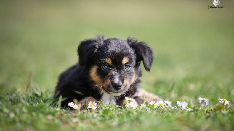 Staňte se součástí naší psí rodiny