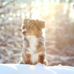 Minnie Miniaturní americký ovčák