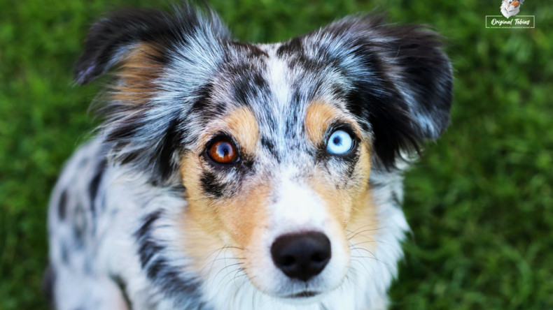 Minnie složila zkoušku BH-VT