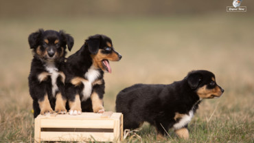 CDPA/CDDY (IVDD) u Miniaturního amerického ovčáka