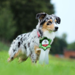 Minnie Miniaturní americký ovčák