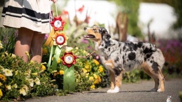 První výstavy po štěňatech