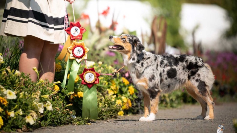 První výstavy po štěňatech