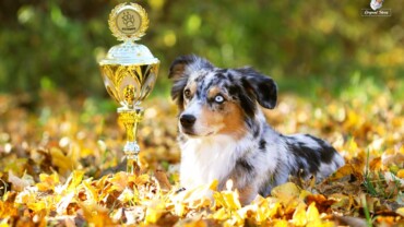 Klubový šampion KCHMPP