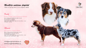 Plánovaný vrh B 2023, Minnie & Trumf